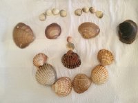 IMG 5428  Shell art (by Maggie)