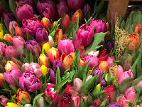 IMG 6315  Tulip bouquets we admired