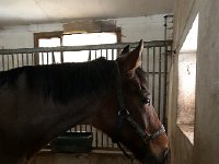 IMG 6330  Munich in his stall