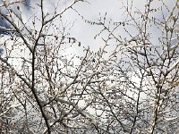 IMG 6289  snow filagree