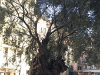 IMG 5080  Methusaluh olive near the market