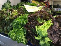 IMG 5086  and beautiful lettuce