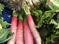 IMG 5087  less beautiful parsnips