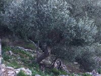 IMG 5127  olvive trees of course