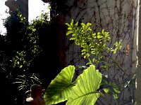 IMG 5132  garden detail