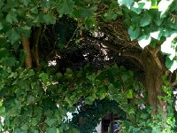 IMG 5135  garden detail