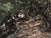 IMG 5142  the well-constructed trail