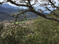 IMG 5143  oak woodlands