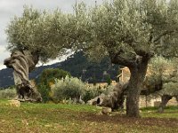IMG 5156  incredible olive trees