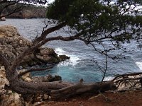 IMG 0288  coastal pine