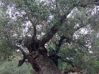 IMG 0300  wow, the olive trees get better and better!