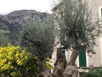 IMG 5172  more amazing olive trees