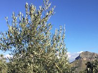 IMG 5194  and the olives