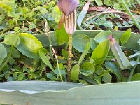 IMG 5211  jack-in-the-pulpit