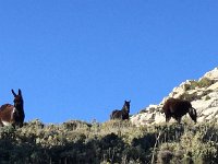 IMG 5217  some loose equids