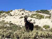 IMG 5218  this is the Coll de l&#39;Ofre