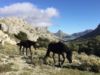 IMG 5219  both horse and mule