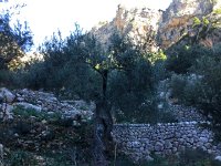 IMG 5229  and olives of course