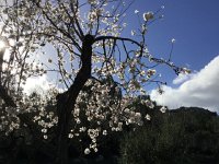 IMG 5279  almonds in bloom