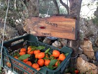 IMG 0347  I continued on alone toward the Mirador  de ses Barques and points further out, passing free clementines on the way