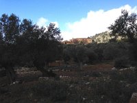 IMG 0361  I continued through olive orchards