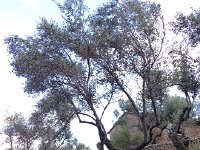 IMG 0368  more insane olive trees