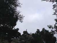 IMG 0376  populated by goats