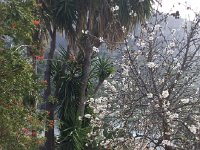 IMG 5299  meanwhile those who descended ran into more blossoms