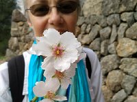 KUBB4953  beautiful blossoms