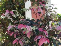 IMG 4815  our host is quite the gardener