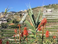 IMG 4827  Aloe vera plants in bloom