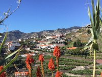 IMG 4828  Maybe they bloom all year round?