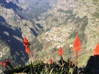 IMG 4854  another patch of blooming Aloe vera this time over the valley of Curral das Freiras