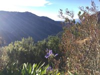 IMG 4900  plants in bloom along the levada