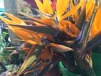 IMG 4931  Bird of Paradise is the island&#39;s flower