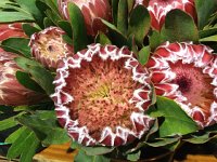 IMG 4932  bouquet in Funchal market