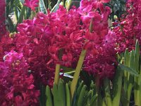 IMG 4943  flowers (not tropical!) Funchal market