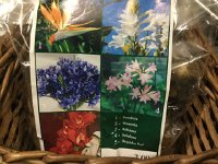 IMG 4945  they sell the corms