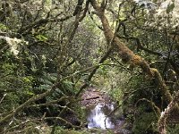 IMG 4973  vegetation at elevation
