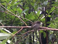 IMG 4978  bird life along the levada