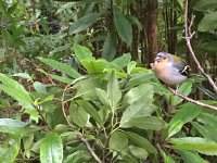 IMG 4980  bird life along the levada