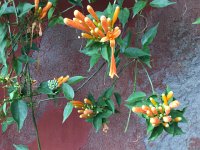 IMG 5003  flowers in Funchal city center