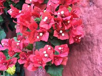 IMG 5005  flowers in Funchal city center (museum gardens)