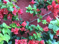 IMG 5006  flowers in Funchal city center (museum gardens)