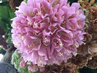 IMG 5007  flowers in Funchal city center (museum gardens)