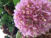 IMG 5008  flowers in Funchal city center (museum gardens)