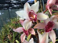 IMG 5014  Orchids