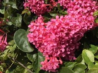 IMG 5028  Madeira Botanical Garden