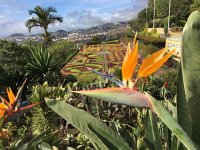 IMG 5029  Madeira Botanical Garden