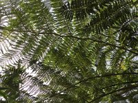 IMG 5032  Foliage art